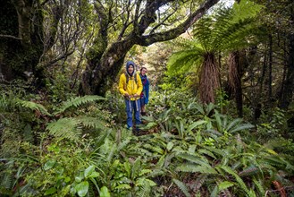 Hikers on hiking trail through rainforest