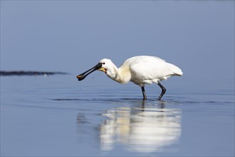 Common spoonbill (Platalea leucorodia)