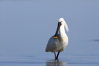 Common spoonbill (Platalea leucorodia)