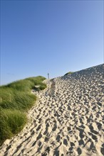 Footprints in the sand of the large dune area