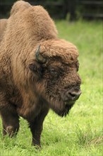 European Bison (Bison bonasus) on meadow