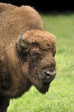 European Bison (Bison bonasus) on meadow