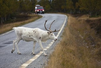 European reindeer (Rangifer tarandus tarandus) crossing road