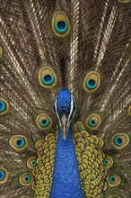 Indian peafowl (Pavo cristatus)