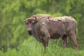 European Bison (Bison bonasus)