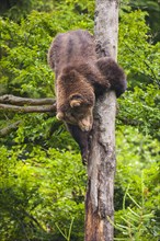 European Brown bear (Ursus arctos) climbs down a tree