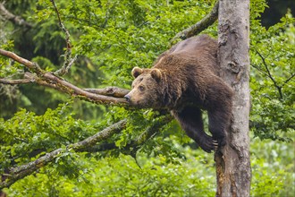 European Brown bear (Ursus arctos) hangs in a tree
