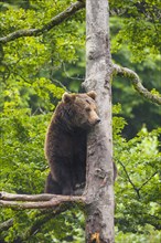 European Brown bear (Ursus arctos) sitting in a tree
