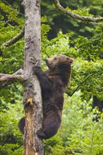 European Brown bear (Ursus arctos) climbs a tree