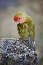 Rosy-faced lovebird (Agapornis roseicollis) for plumage care
