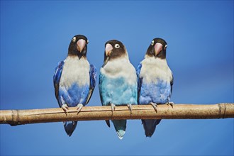 Three Yellow-collared lovebirds (Agapornis personatus) in blue colour