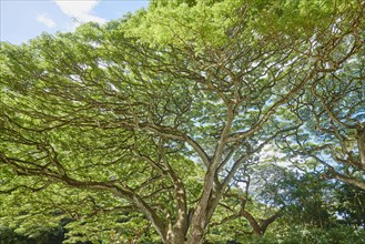 Trees in the Waimea Botanical Garden