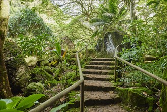 Path in the tropical flora of the Waimea Botanical Garden