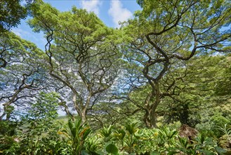 Tropical flora of the Waimea Botanical Garden
