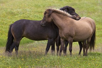 Two Islandic Horses (Equus ferus caballus) at the mutual grooming
