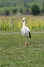 White stork (Ciconia ciconia)