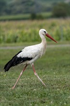 White stork (Ciconia ciconia)