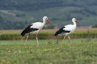 White storks (Ciconia ciconia)