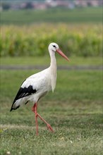 White stork (Ciconia ciconia)