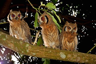 Northern white-faced owls