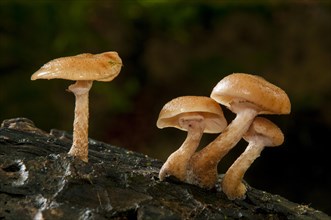 Scalycap fungi