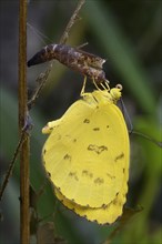 Newly emerged Common Grass Yellow butterfly