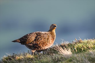 An adult male red grouse