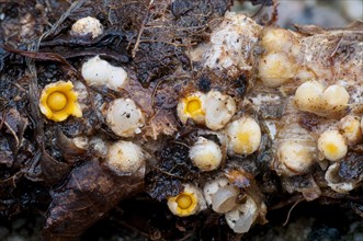Fruiting bodies of shooting star fungus