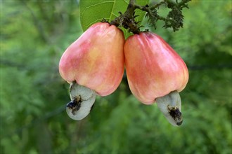 Cashew-nut