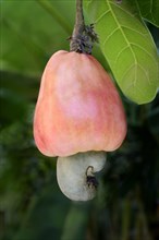 Cashew-nut