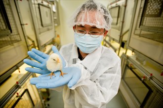 Scientist conducting an experiment on chicks in a laboratory