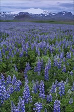 Narrow-leaved lupins