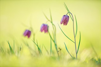 Flowering Snake's Head Fritillary