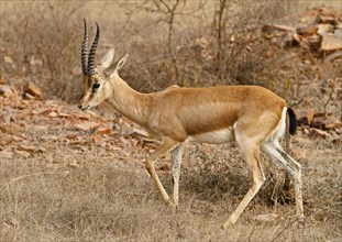 Indian Gazelle