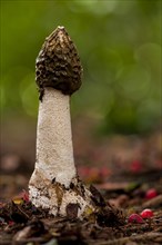 Stinkhorn fungus