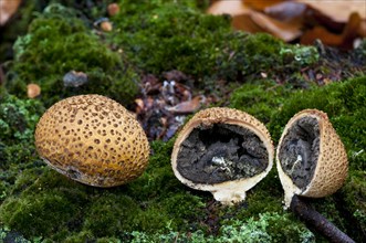 Two fruiting bodies of common earthball fungus