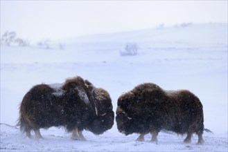 Muskox