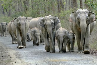 Herd of elephants walking on the forest tracks