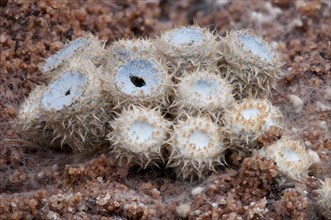 Fruiting bodies of dung bird's nest fungus