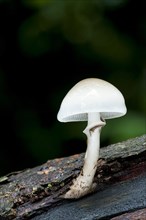 Fruiting body of porcelain fungus