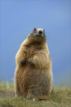 Alpine Marmot