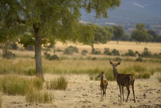 Iberian Red Deer
