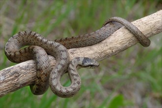 Southern Smooth Snake