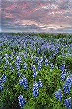 Narrow-leaved lupins
