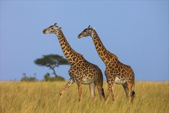 Masai giraffes