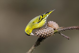 Siskin