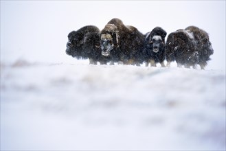 Muskox