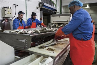 Fish processing in a fish factory in Patreksfordur