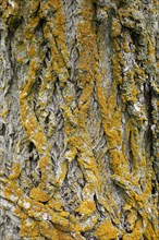 Lichen on tree bark