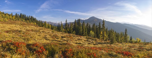 Autumnal mountain landscape with dwarf shrubs